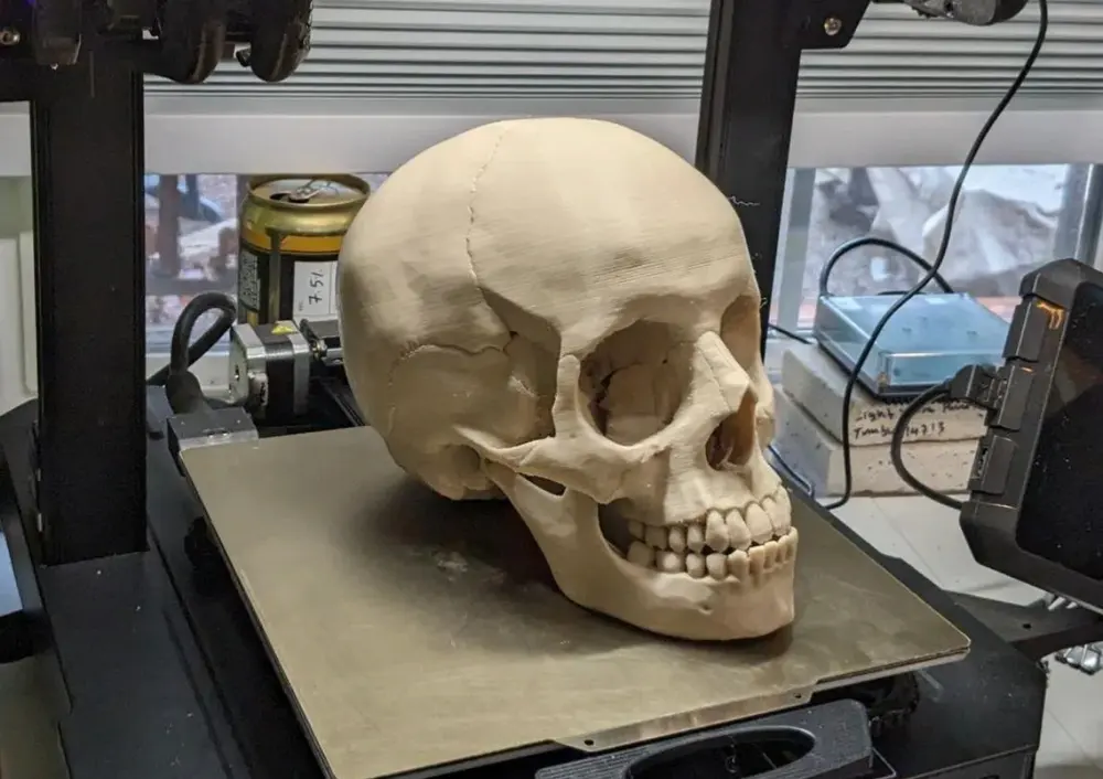 Human Skull, Anatomically Correct by SF3DPrints