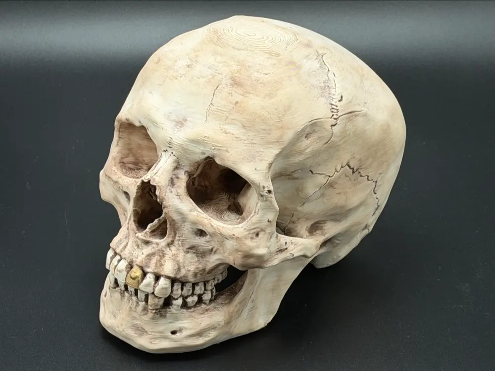 Real Human Skull Max Detail by Ake Studio